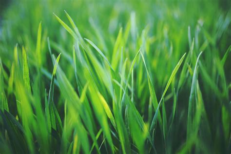 3840x2543 Blur Blurred Eco Environment Garden Grass Green Lawn