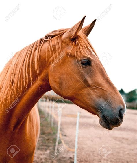 12027021 Side Shot Of A Beautiful Young Warmblood Horse He Is Listening