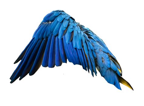 Blue Wing Wingsofanangel Wings Feathers Macaw Clip Art Library