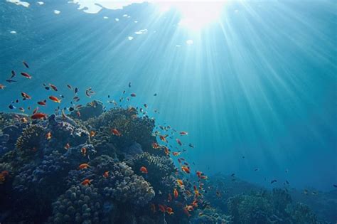 Lifegiving Sunlight Underwater Sun Beams Shinning Underwater On The