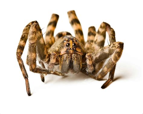 Wolf Spider Garetkool