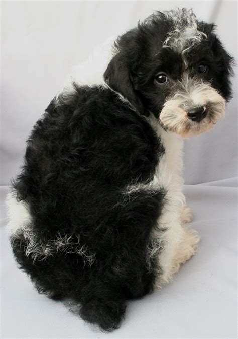 Size Coats Schnoodle Puppies For Sale Dominoschnoodles