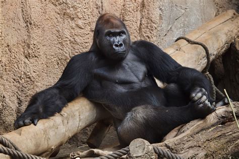 Gorilla Busting Dance Moves In A Bath Video Gorilla Unique Animals