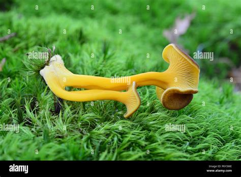 Craterellus Lutescens Mushroom Also Known As Cantharellus Lutescens Or