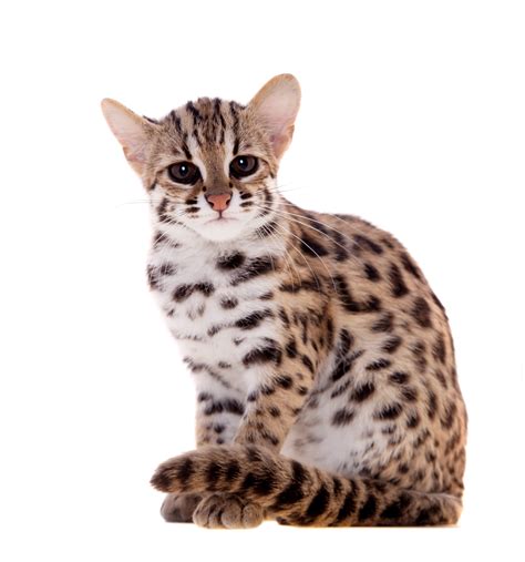 Leopard Cat Animal Facts Prionailurus Bengalensis Az