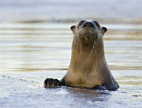 Otter moms are right to complain, they do everything america's wild seasons | smithsonian channel. Otters in Nebraska a success story | Outdoors ...