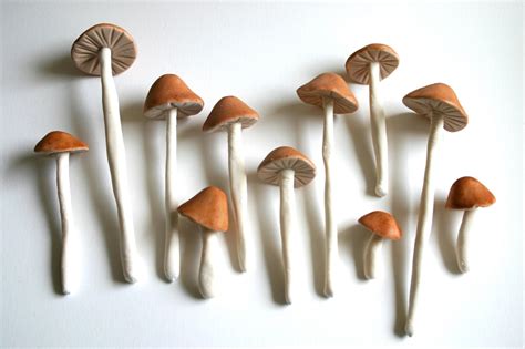 Reason To Celebrate Edible Mushrooms A Subtle Revelry