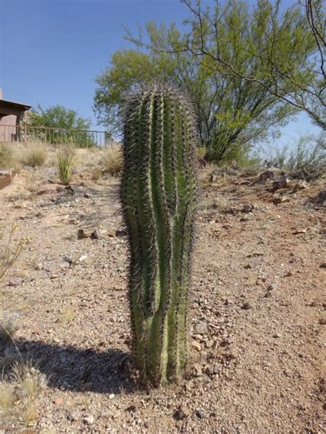 Although most people probably have a cactus in some shape or form they rarely get to the biggest cactus killer out there is too much water combined with too little drainage. Saguaro - What's Blooming