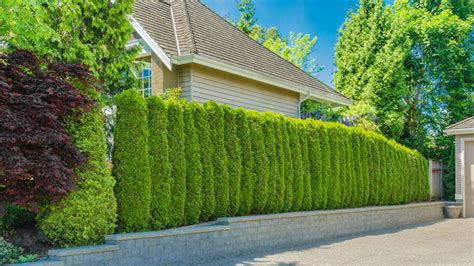 How To Create A Natural Fence With Trees And Shrubs Trueviralnews