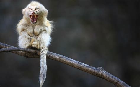 A monkey hanging from a branch or the head of a tiger? White tiger monkey | Fluffy animals, Monkey wallpaper ...