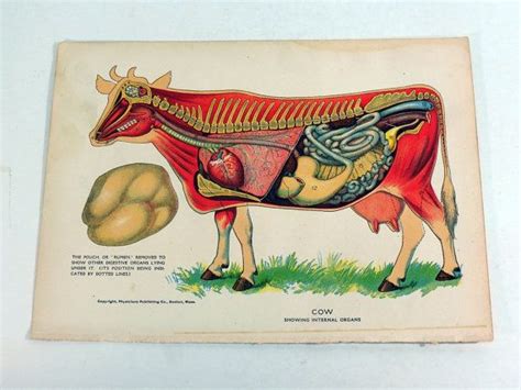 Cow Anatomy Diagram Showing Internal Organs Showing Livestock