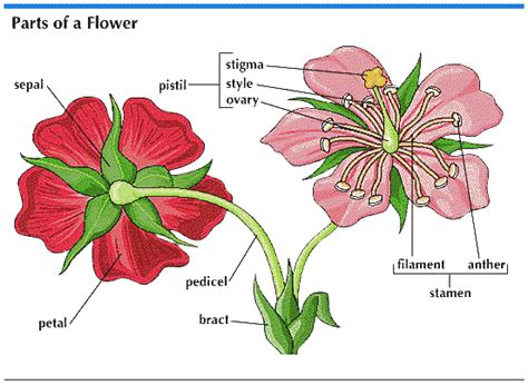 The pistil has three parts. Parts Of A Flower - Higgledy Garden