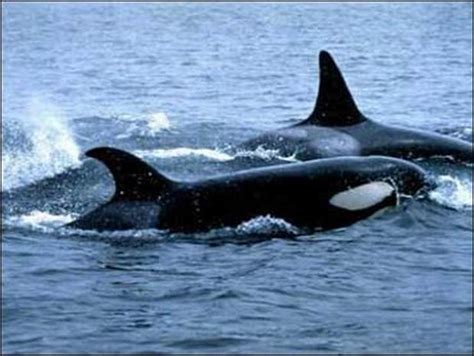 Killer Whales On The Hunt Photo 1 Cbs News