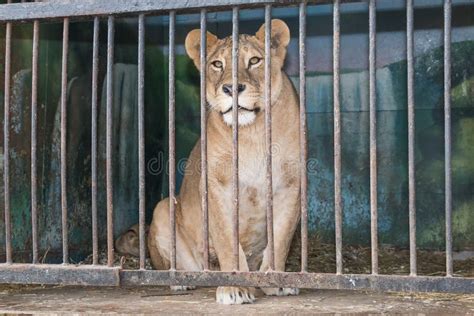 Lioness Behind Bars In A Zoo Cage Stock Photo Image 48773961