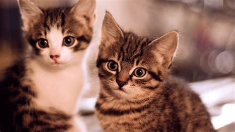 Two Gray Tabby Kittens Cat Animals Baby Animals Kittens Hd