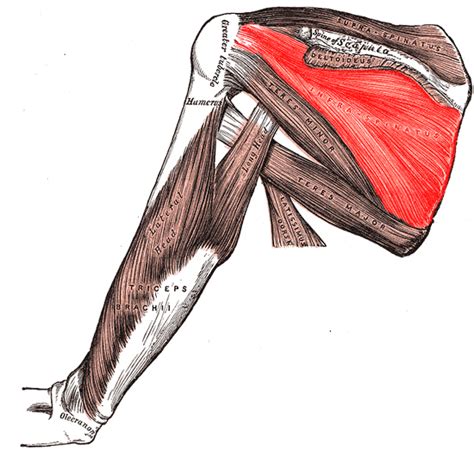 Figure Muscles Of The Shoulder Infraspinatus Henry Vandyke Carter