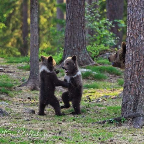 Cute Dancing Bear Cubs Are Conquering The Internet