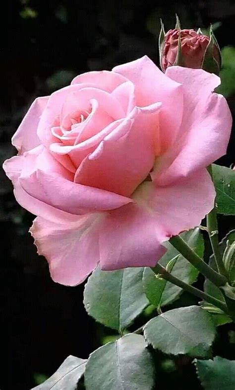 ️a Rose For You ℒℴvℯlyღღ Beautiful Rose Flowers Pretty Roses