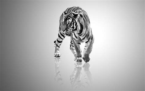 You could download the wallpaper and also use it for your desktop computer computer. White Tiger Wallpapers HD - Wallpaper Cave