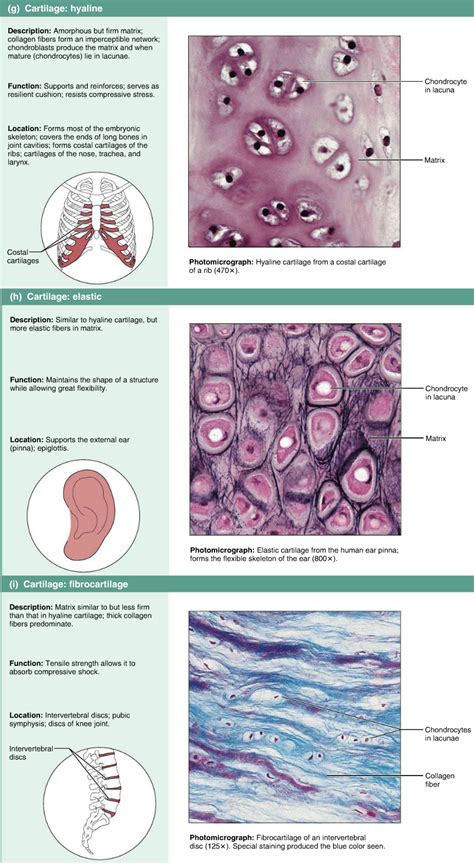 Types Of Cartilage Tissue