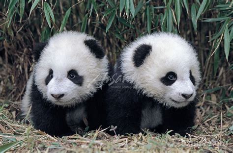 Baby Panda Twins Giant Panda Panda Baby Panda Bears