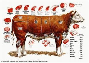 The American Cowboy Chronicles Cattle Diagrams Retail Beef Cuts Chart