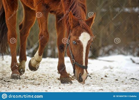 Domestic Bay Horse Walking In The Snow Paddock Stock Photo Image Of