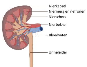 Nieren En Urinewegen Menselijk Lichaam Gezondheidsplein Nl