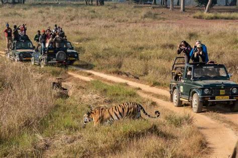 An India Tiger Safari What To Expect Travel Past 50
