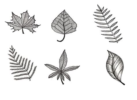 How To Draw Leaves Draw Space