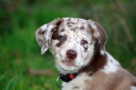 Check spelling or type a new query. Labrador-Australian-Shepherd-Mix Sunny Foto & Bild | tiere ...