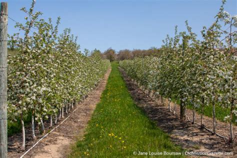 Opinion Old Mission Farming Is Evolving With High Density Orchards