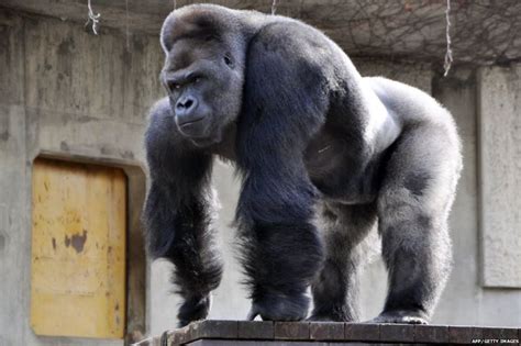 Buff Silverback Gorilla Drawing Crowds Of Women To Japanese Zoo Bbc