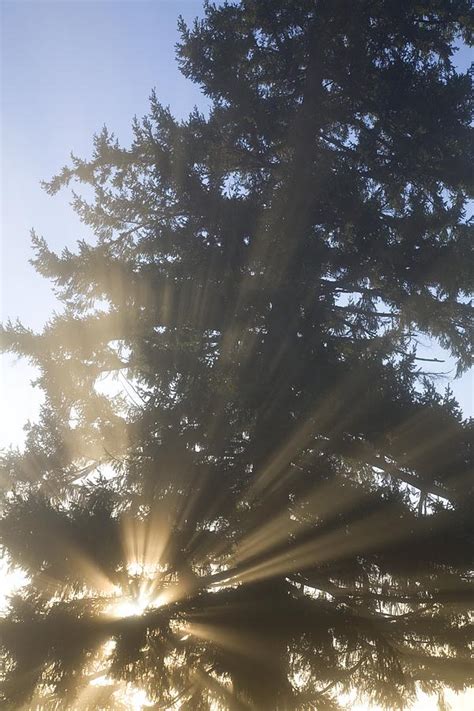Sun Shining Through Fog And Trees Photograph By Craig Tuttle Fine Art