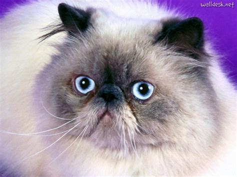 Himalayan Cat Blue Point 7 Cute Pictures Of Himalayan Cats