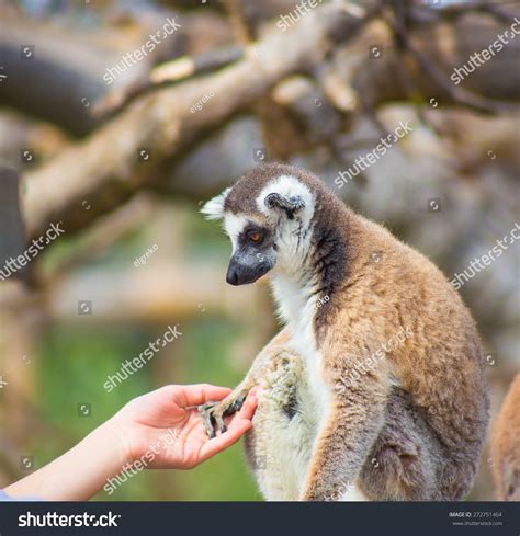 Lemur Taking Human Hand Stock Photo 272751464 Shutterstock