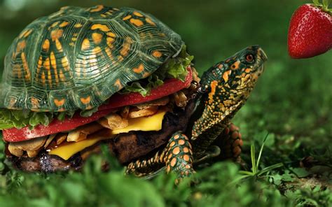 Turtle Burger By Frontside92 On Deviantart
