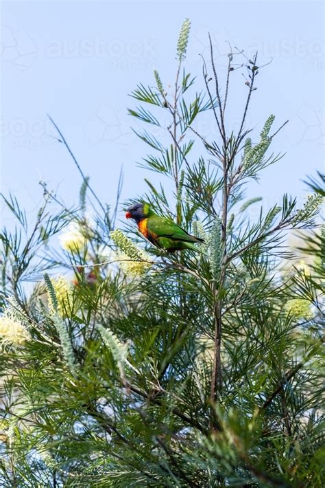 Image Of Native Rainbow Lorikeet Bird In Grevillea Bush Nibbling