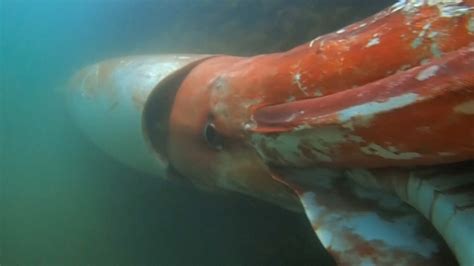 Giant Squid Elusive Creature Of The Deep Gets A Vivid Close Up The