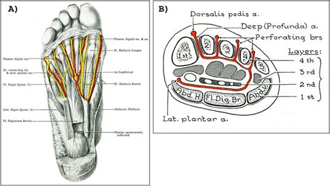 A Anatomy Of Plantar Muscles Digital Nerves And Arteries B
