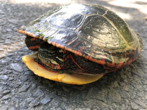 Gorgeous Eastern Painted Turtle New England Herpetology