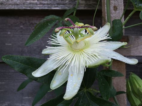 Adore This New White Passion Flower Constance Elliott Passion Flower