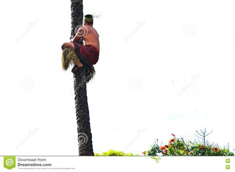 A Polynesian Man Climbing The Coconut Tree Editorial Stock Photo