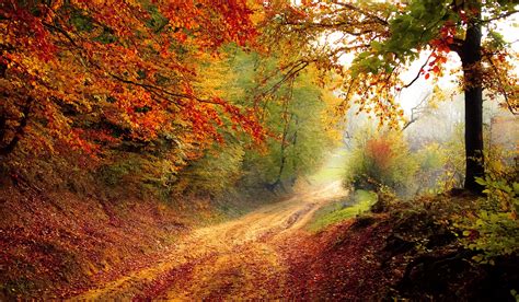 Free Images Tree Nature Light Road Sunlight Morning Leaf Fall