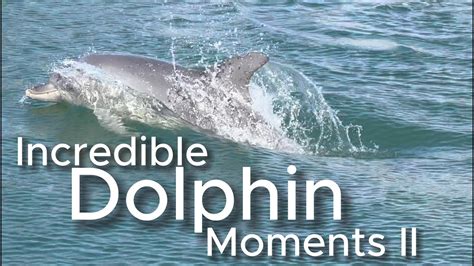 Dolphins Incredible Moments Ii Youtube