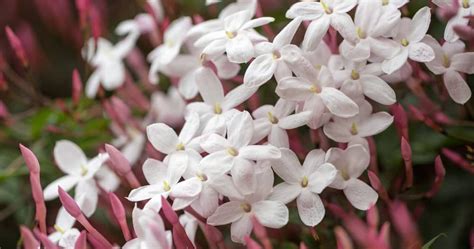 Maybe you would like to learn more about one of these? 10 Types of Jasmine Flowers - Can You Guess Them All? in ...