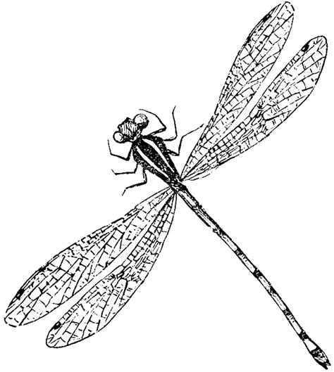 Dragonfly Clipart Black And White Clipart Best