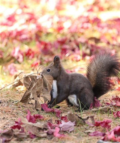 A Squirrel Is Standing On The Ground With Leaves