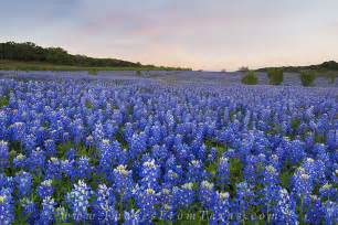 Last Bluebonnets Of The Season Texas Hill Country Images From Texas