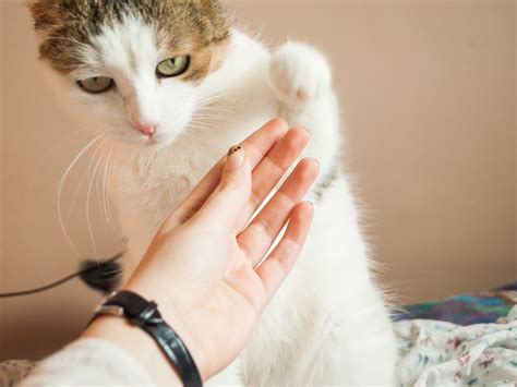 3 Ways To Teach Your Cat To Do Tricks Wikihow